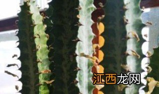 龙骨冬天怎么种植才好，龙骨冬天怎么种植才好养