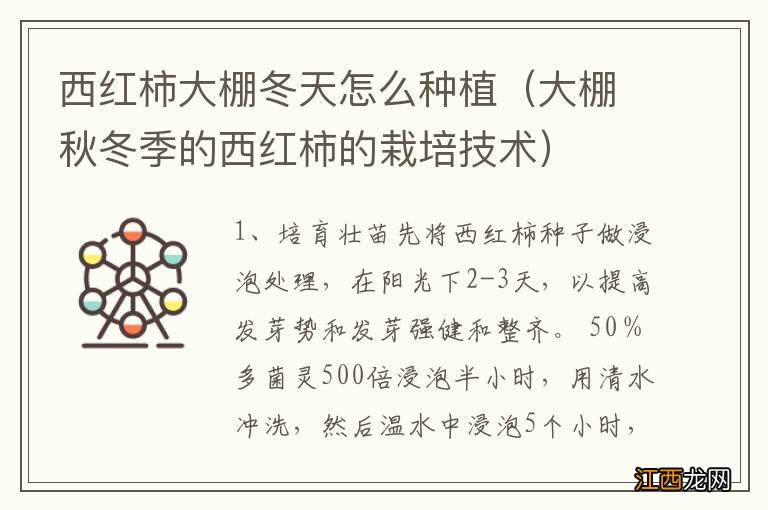 大棚秋冬季的西红柿的栽培技术 西红柿大棚冬天怎么种植