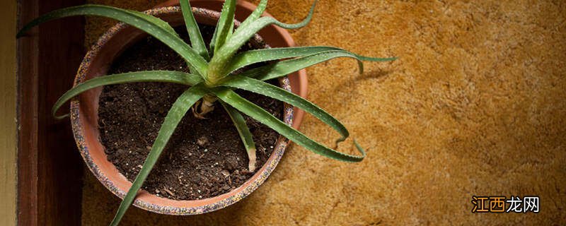 芦荟多久开花一次正常 芦荟多久开花一次