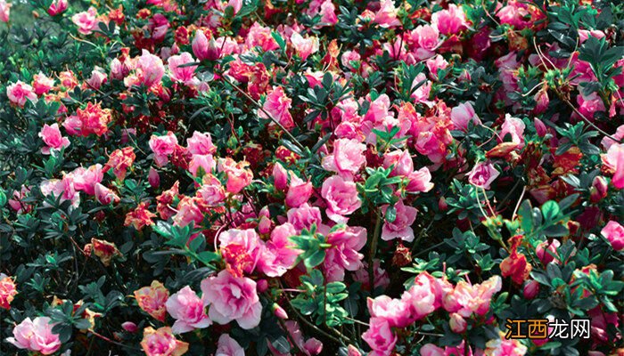 茶花品种鉴赏90种图片名字 75种茶花图片及名字