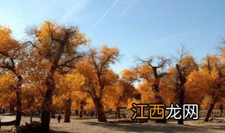 胡杨林什么季节去最合适，胡杨林什么时候去最合适