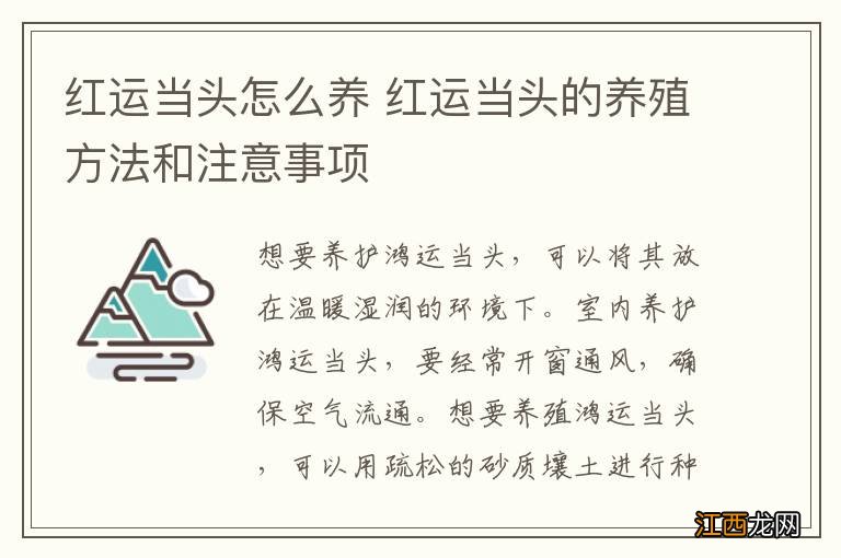 红运当头怎么养 红运当头的养殖方法和注意事项