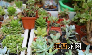 多肉冬天怎么养才能冻死 多肉冬天好养活吗会不会冻死