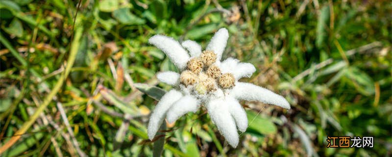 中国的国花是什么花 雪绒花是哪个国家的国花