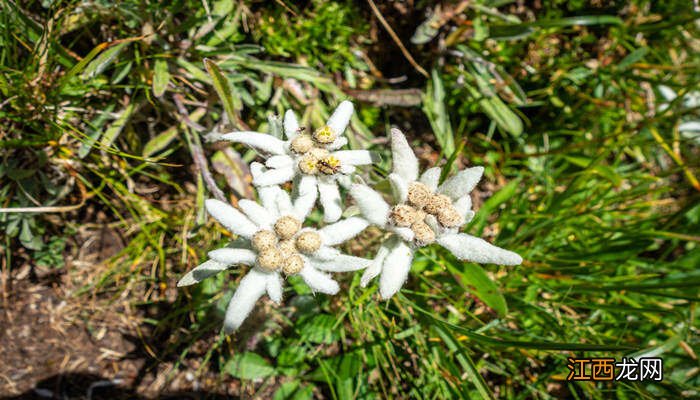 中国的国花是什么花 雪绒花是哪个国家的国花