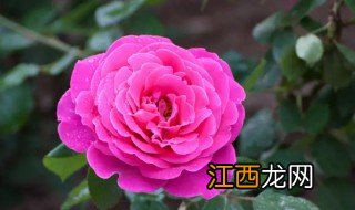 蜻蜓在什么地方生长 什么地方适合种植蜻蜓