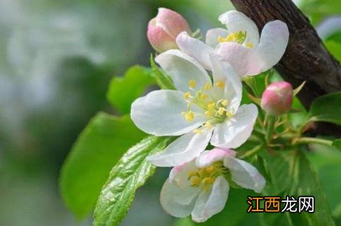 海棠花立秋后可以剪枝吗 海棠花秋天能剪枝吗