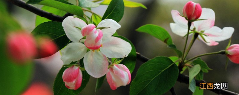 海棠花立秋后可以剪枝吗 海棠花秋天能剪枝吗