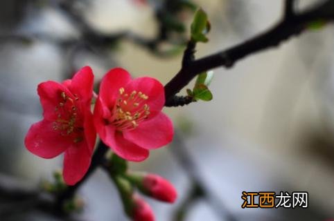 海棠花立秋后可以剪枝吗 海棠花秋天能剪枝吗