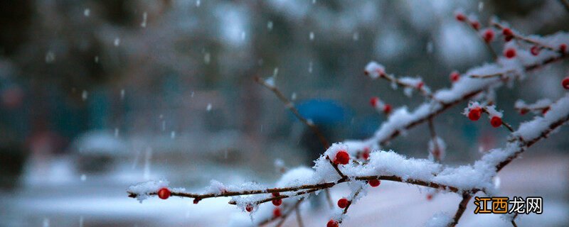 澳洲腊梅吸色是什么意思啊 澳洲腊梅吸色是什么意思