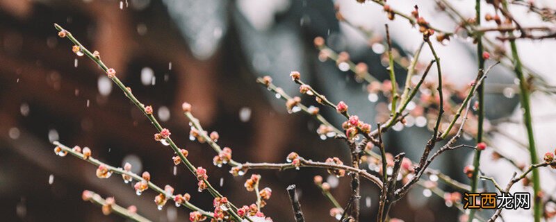 什么花在风雪中开放植物妈妈的办法还有什么