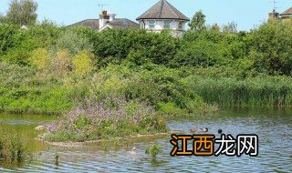 伦敦湿地中心简介 伦敦湿地中心相关资料