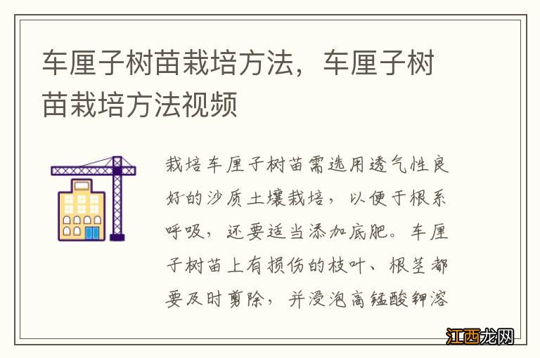 车厘子树苗栽培方法，车厘子树苗栽培方法视频