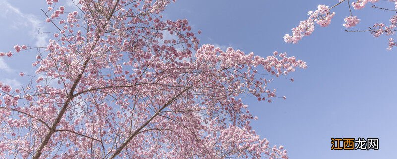 伞房花序和伞形花序的区别图片 伞房花序和伞形花序的区别