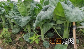 芥蓝菜什么季节种 芥蓝菜适合什么地方种植