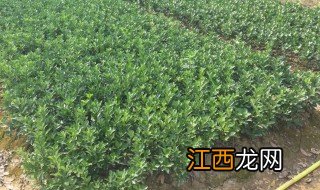 冬青种植条件 冬青适合在什么地方种植