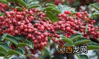 秋天什么地方适合种植花椒 花椒秋天可以种吗