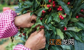 富贵籽什么季节移栽 富贵籽适合什么地方种植