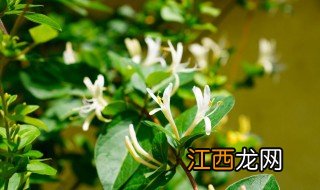 家庭种金银花种植方法与技术 家庭种金银花种植方法