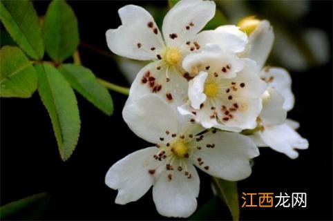 七里香花的养殖方法和注意事项