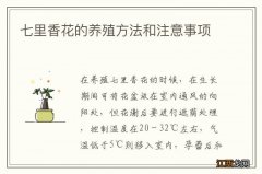 七里香花的养殖方法和注意事项