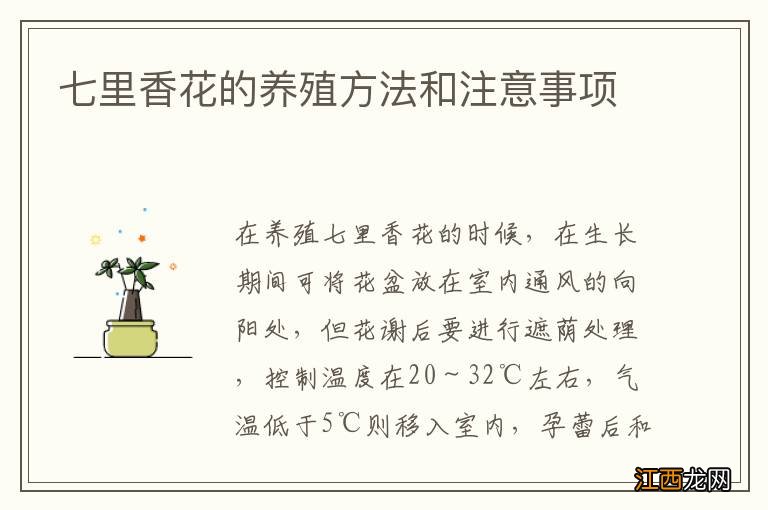 七里香花的养殖方法和注意事项