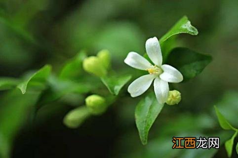 千里香花养殖方法 万里香花养殖方法