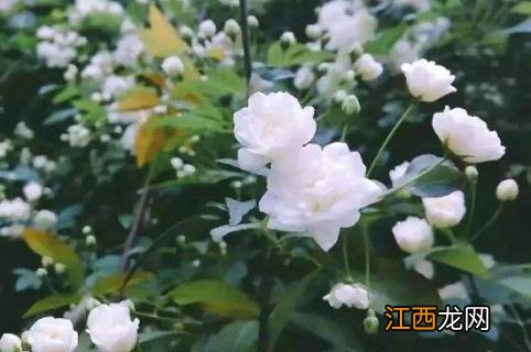 千里香花养殖方法 万里香花养殖方法