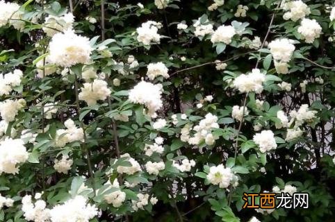 千里香花养殖方法 万里香花养殖方法