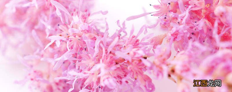 落新妇花语和寓意 落新妇花语