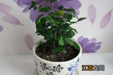 七里香怎么施肥,4种施肥方法让七里香花开更艳丽