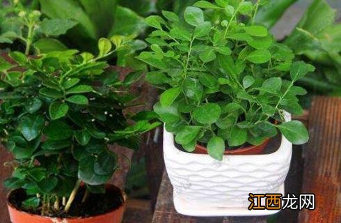 七里香怎么施肥,4种施肥方法让七里香花开更艳丽