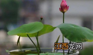 碗莲开花的方法和注意事项有哪些 碗莲开花的方法和注意事项