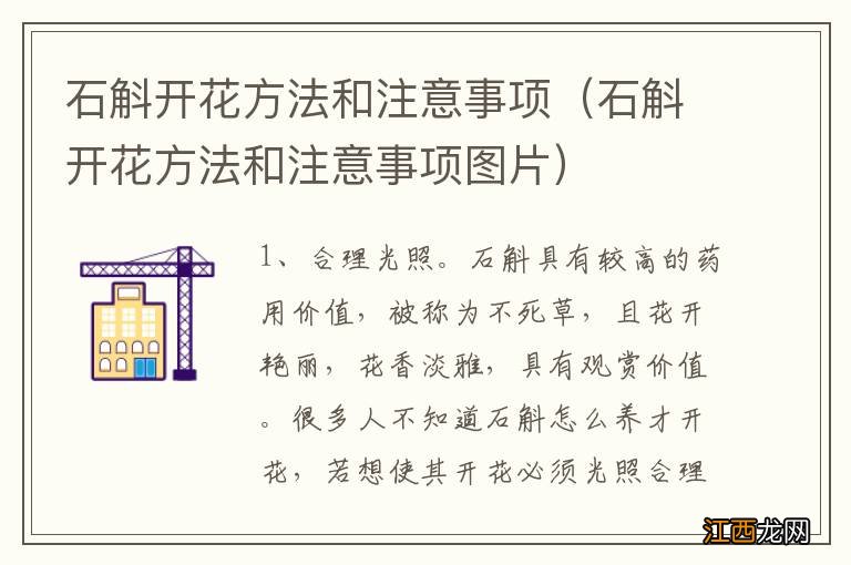 石斛开花方法和注意事项图片 石斛开花方法和注意事项