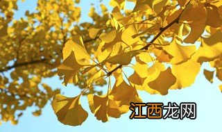 庭院里适合种什么大树 适合庭院里种的大树