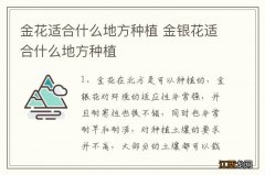 金花适合什么地方种植 金银花适合什么地方种植