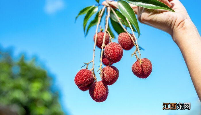 荔枝妃子笑花期管理 妃子笑荔枝花芽分化期