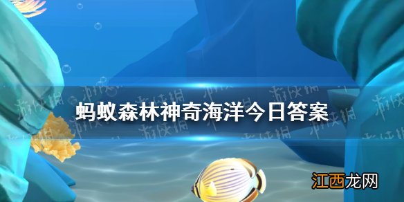 海天使学名叫什么 神奇海洋今日答案海天使