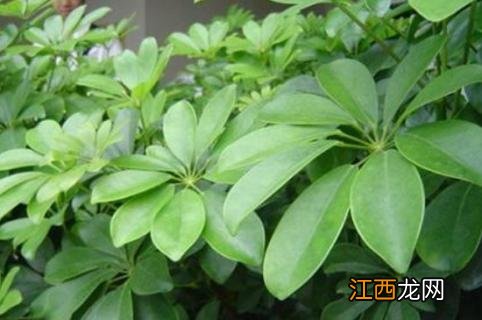 七叶莲的养殖方法 七叶莲的养殖方法和注意事项 铁树怎么养