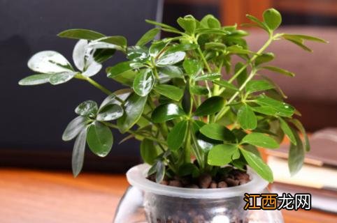 七叶莲如何水培 七叶莲如何水培生根