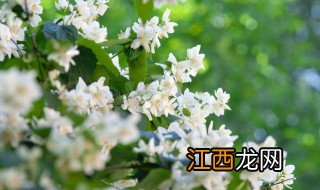 庭院围墙适合种什么植物 庭院围墙适合种什么花卉