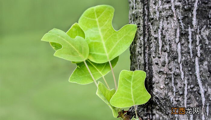 耐寒植物如何过冬阅读理解 耐寒植物如何过冬阅读答案
