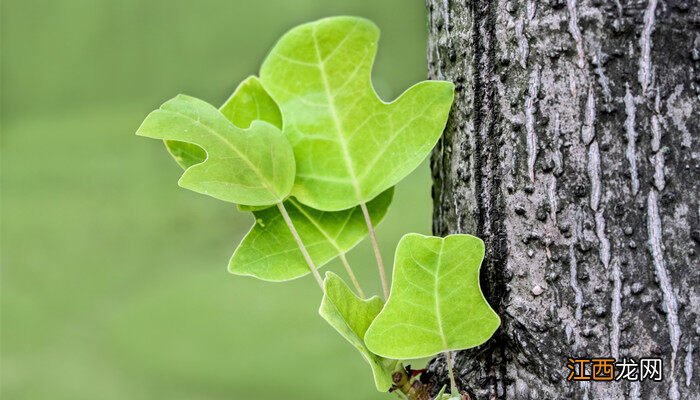 敲钟是哪种植树问题 敲钟属于哪种植树问题