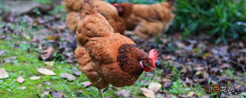 优质畜禽肉的感官指标是什么 优质畜禽肉的感官指标