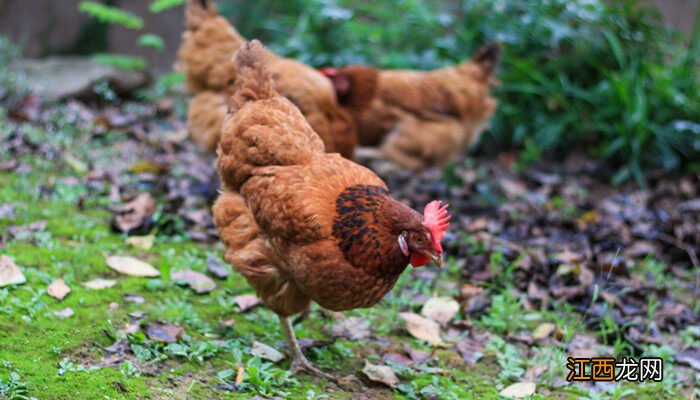 诱捕竹鸡方法与技术 捕竹鸡的最佳方法