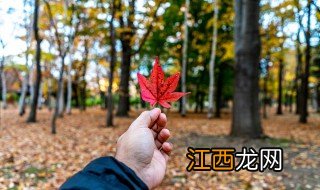 枫 歌词 枫歌曲简介