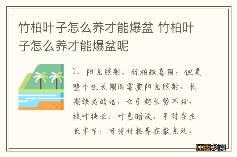 竹柏叶子怎么养才能爆盆 竹柏叶子怎么养才能爆盆呢