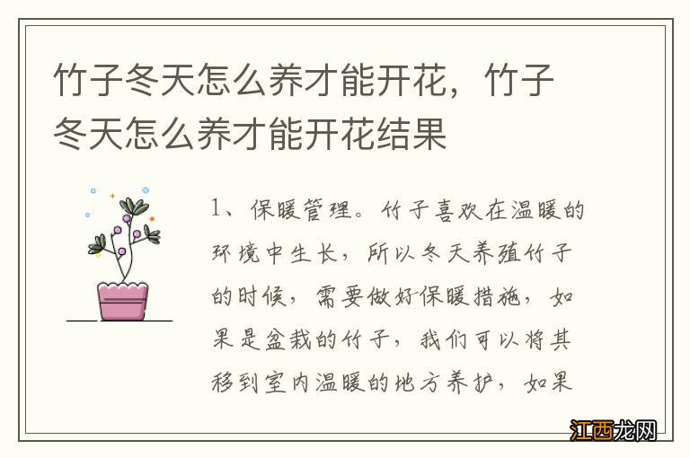 竹子冬天怎么养才能开花，竹子冬天怎么养才能开花结果