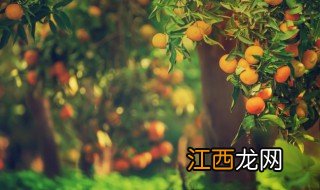 桔子树怎么养才能过冬天，北方养桔子树怎么过冬