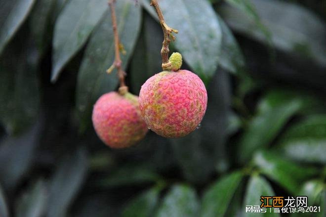 这是什么节奏?60元一颗的荔枝,居然被抢光